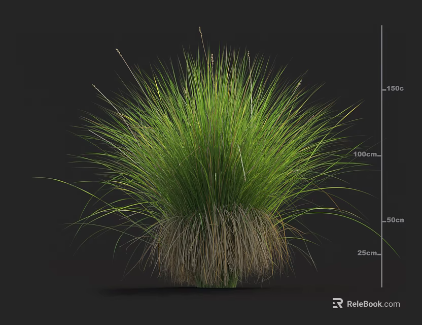 Bushy Green Grass Plant with Lush Green Foliage and Brown Root Base Showing Height Indicators 3d model 