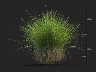 Bushy Green Grass Plant with Lush Green Foliage and Brown Root Base Showing Height Indicators 3d model