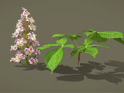 Blooming Vibrant Plant With Pink White Flowers And Fresh Green Leaves 3d model