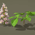 Blooming Vibrant Plant With Pink White Flowers And Fresh Green Leaves