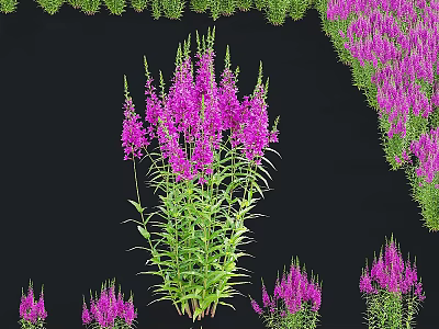 Ornamental Bonsai Potted Plant Featuring Vibrant Purple Flowers And Lush Green Foliage 3d model