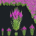 Ornamental Bonsai Potted Plant Featuring Vibrant Purple Flowers And Lush Green Foliage