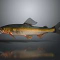 Realistic Golden Silver Fish with Open Mouth on Gray Background and Reflection