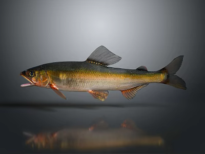 Realistic Golden Silver Fish with Open Mouth on Gray Background and Reflection 3d model