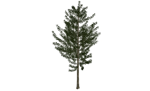 Modern Tree Ginkgo 3d model