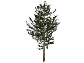 Modern Tree Ginkgo 3d model