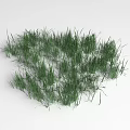 Lush Green Grass Cluster With Fresh Natural Leafy Texture And Vibrant Color