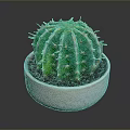 Healthy Green Cactus Plant in White Ceramic Pot for Indoor Decor