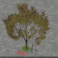 Goldenrain Tree As Tall Arbor With Person Standing On Paved Tile Ground And Green Lawn