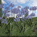 Blue Agapanthus Flowers in Outdoor Garden with Green Leaves Blue Sky and White Clouds