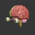 Medical Device Featuring Anatomical Brain Model With Connected Eyeballs 3d model