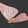 Elegant White Butterfly With Delicate Patterns On Wings Displaying Open Against Dark Background