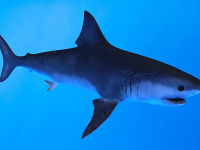 Shark Swimming Gracefully In Blue Underwater World With Clear Marine Environment 3d model