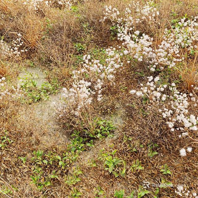 White Flowers and Grasses Growing in Natural Setting with Dried Grass and Green Foliage 3d model 