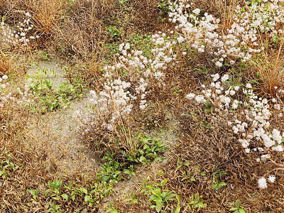 White Flowers and Grasses Growing in Natural Setting with Dried Grass and Green Foliage 3d model