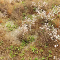 White Flowers and Grasses Growing in Natural Setting with Dried Grass and Green Foliage