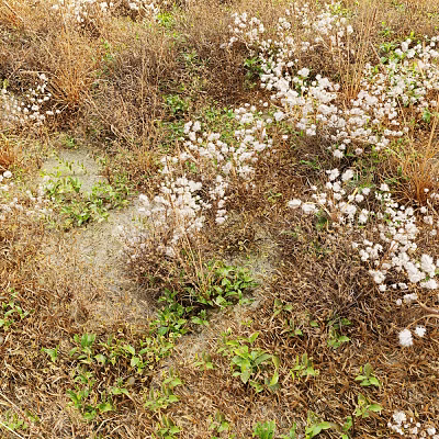 White Flowers and Grasses Growing in Natural Setting with Dried Grass and Green Foliage 3d model