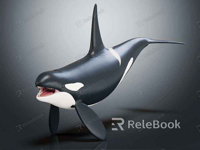 Modern Killer Whale model