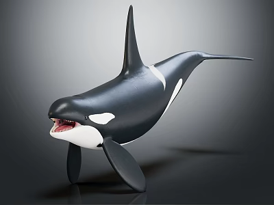 Black and White Orca Aquatic Animal Model with Open Mouth Dorsal Fin and Pectoral Fins 3d model