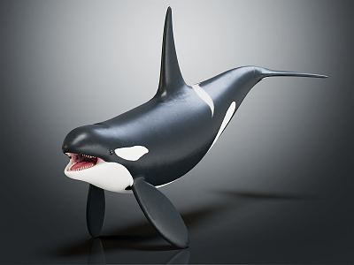 Modern Killer Whale 3d model