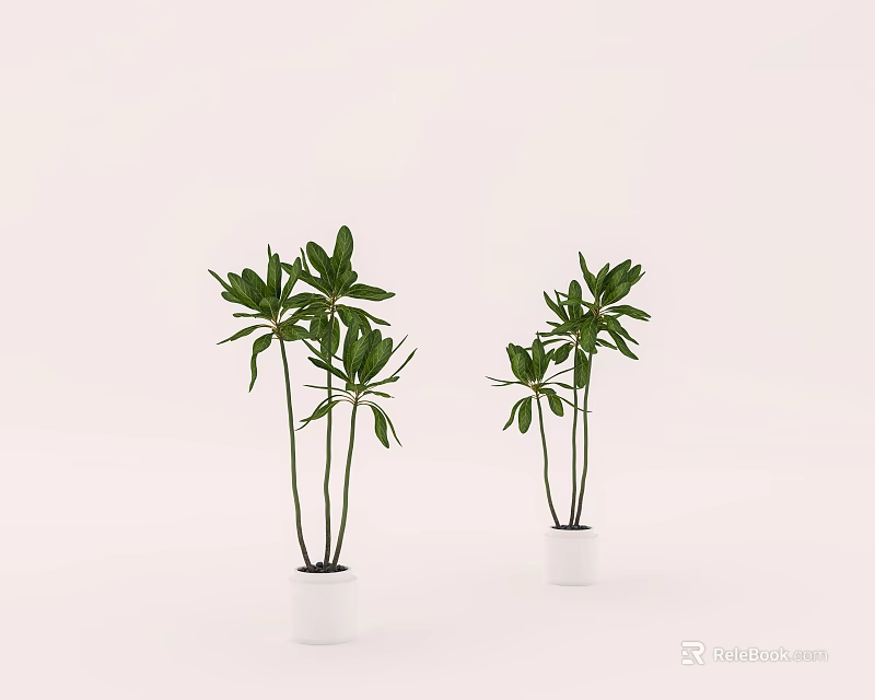 Potted Bonsai Plants With Green Leaves In White Pots Simple Design 3d model 