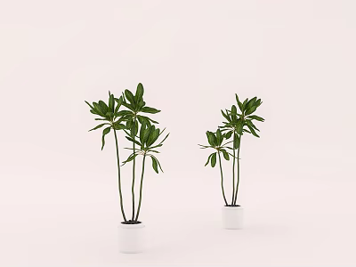 Potted Bonsai Plants With Green Leaves In White Pots Simple Design 3d model