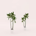 Potted Bonsai Plants With Green Leaves In White Pots Simple Design