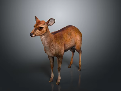 Brown Deer Standing Gracefully on Isolated Gray Background with Realistic Details 3d model
