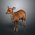 Brown Deer Standing Gracefully on Isolated Gray Background with Realistic Details