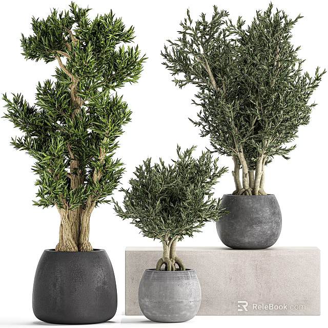 Bonsai Potted Plants With Various Sizes Green Foliage And Gray Pots Displayed On Stands 3d model 