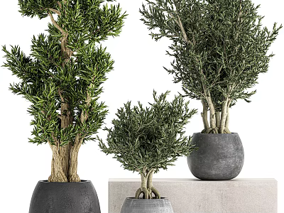 Bonsai Potted Plants With Various Sizes Green Foliage And Gray Pots Displayed On Stands 3d model
