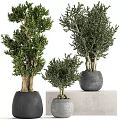 Bonsai Potted Plants With Various Sizes Green Foliage And Gray Pots Displayed On Stands