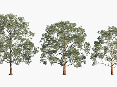 Plants Trees Landscape Trees Arbor 3d model