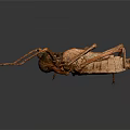 Brown Praying Mantis With Long Thin Legs And Textured Body On Dark Background