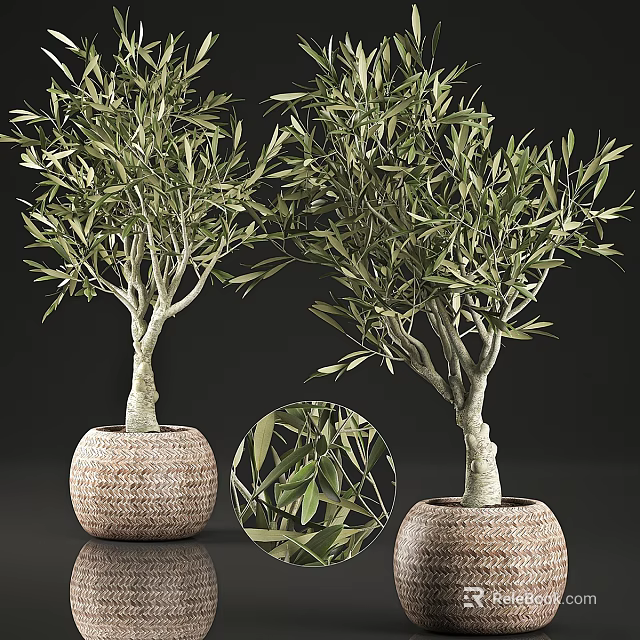 Olive Tree Decorative Plant Arrangement With Woven Planters And Realistic Leaves 3d model 