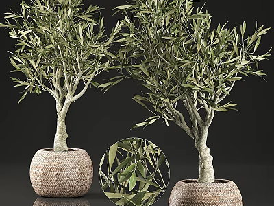 Olive Tree Decorative Plant Arrangement With Woven Planters And Realistic Leaves 3d model