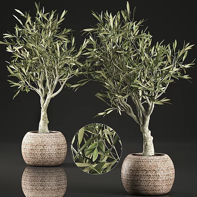 Olive Tree Decorative Plant Arrangement With Woven Planters And Realistic Leaves 3d model