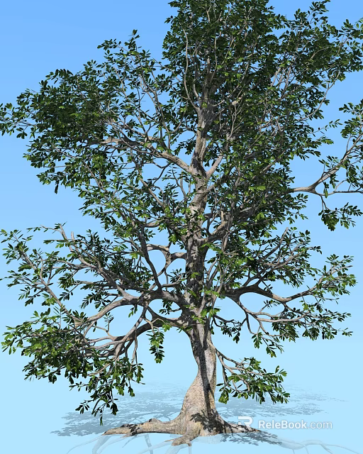 Tall Healthy Arbor Featuring Lush Green Foliage Strong Trunk And Blue Sky Background 3d model 