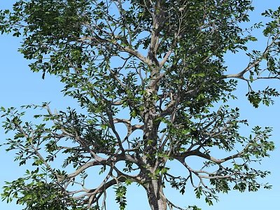 Tall Healthy Arbor Featuring Lush Green Foliage Strong Trunk And Blue Sky Background 3d model