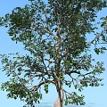 Tall Healthy Arbor Featuring Lush Green Foliage Strong Trunk And Blue Sky Background