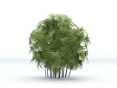 Green Arbor With Fan Shaped Leaves And Multiple Trunks In Clustered Growth On White Background 3d model