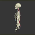 Human Limbs Anatomical Skeleton Model Displaying Bone Structure With Red Blue Markers 3d model