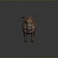 Brown Furred Wild Boar With Sharp Tusks Standing On Gray Background