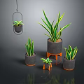 Indoor Plants With Green Yellow Striped Leaves In Hanging And Standing Pots On Dark Background