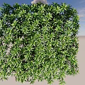 Cube Shaped Shrub With Lush Green Leaves Against Blue Sky And Sandy Ground