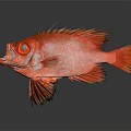 Vibrant Red Fish With Spiky Fins Prominent Eyes On Dark Reflective Background