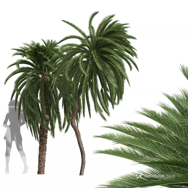 Lush Green Palm Shrubs Displaying Feathery Fronds With Human Silhouette For Scale 3d model 