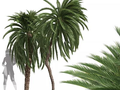 Lush Green Palm Shrubs Displaying Feathery Fronds With Human Silhouette For Scale 3d model