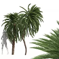 Lush Green Palm Shrubs Displaying Feathery Fronds With Human Silhouette For Scale