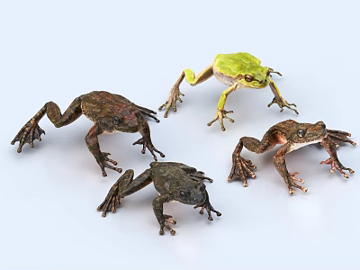 Four Detailed Hand Carved Frog Sculptures With Different Colors And Lifelike Features 3d model
